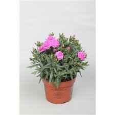 Dianthus car. 'Peman, pot 13 cm, h 20 cm