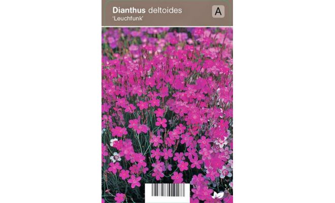 Dianthus deltoides 'Leuchtfunk'