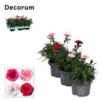 Dianthus  'Oscar mix, pot 12 cm, h 25 cm