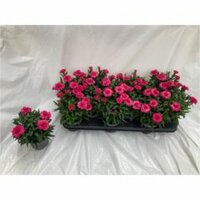 Dianthus  'Oscar Pink And Purple, pot 10,5 cm, h 20 cm