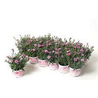 Dianthus  'Pink Kisses, pot 12 cm, h 25 cm - afbeelding 2