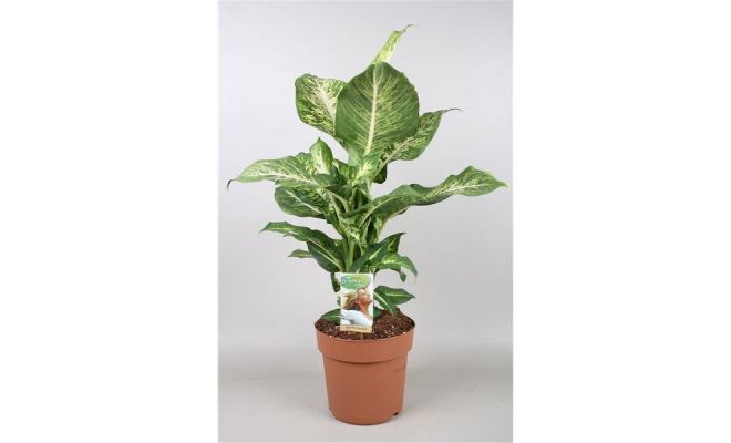 Dieffenbachia Mars, pot 17 cm , h 60 cm