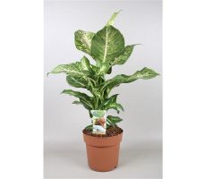 Dieffenbachia Mars, pot 17 cm , h 60 cm