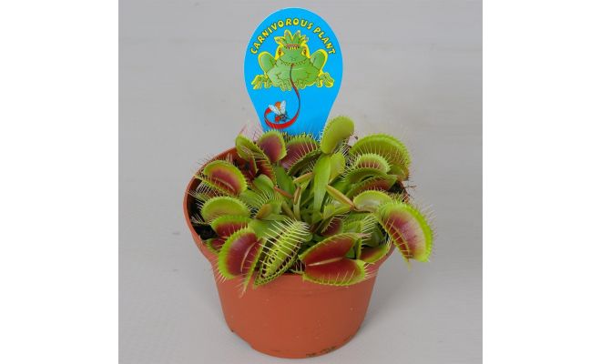 Dionaea muscipula, pot 12 cm, h 15 cm - afbeelding 1