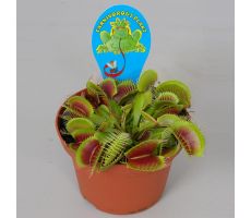 Dionaea muscipula, pot 12 cm, h 15 cm - afbeelding 1