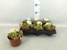 Dionaea muscipula, pot 12 cm, h 15 cm - afbeelding 2