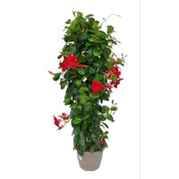 Dipladenia 19cm pot rood pyramide, h 70 cm