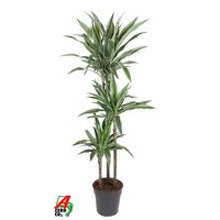 Dracaena Warneckei  90-60-30, pot 24cm, h 140cm