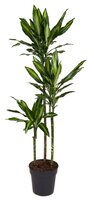 dracaena cintho (Drakenbloedboom), p24 h150 cm 90-60-30