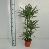 Dracaena fr de 'Warneckei, pot 21 cm, h 115 cm