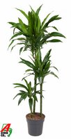 Dracaena frag. 'Janet Craig, pot 24 cm, h 150 cm