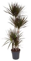 Dracaena Magentapot (Drakenbloedboom) 24 cm, h 150 cm 90-60-30