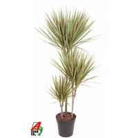 Dracaena marg. 'Bicolor 60-30-15, pot 21 cm, h 110 cm