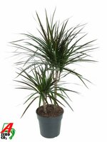 Dracaena marg. 'Magenta, pot 17 cm, h 75 cm