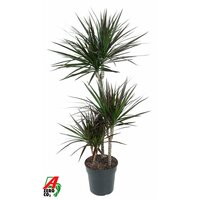 Dracaena marg. 'Magenta 60-30-15, pot 21 cm, h 110 cm