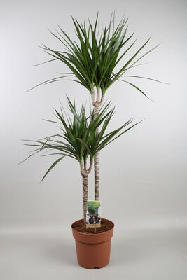 Dracaena marginata, pot 19 cm, h 100 cm