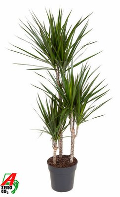 Dracaena marginata 60-30-15, pot 21 cm, h 120 cm