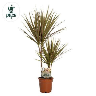 Dracaena marg. 'Bicolor 30-15, pot 17 cm, h 70 cm