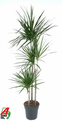 Dracaena marginata, pot 24 cm, h 125 cm