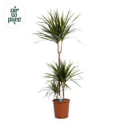 Dracaena marginata, pot 27 cm,  h 130 cm