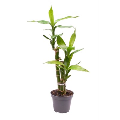 Dracaena sand. 'Lucky Bamboo' ..pyr