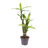 Dracaena sand. 'Lucky Bamboo' ..pyr