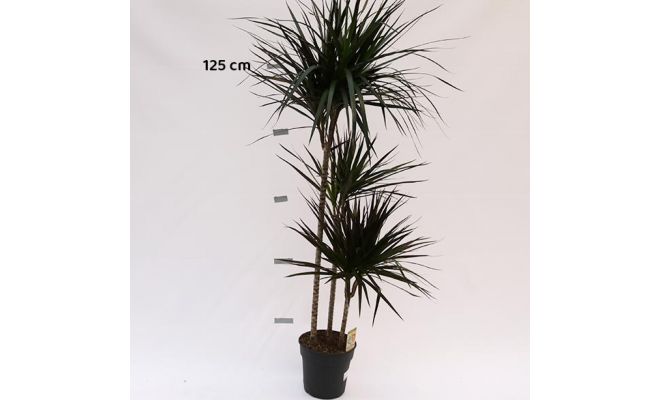 Draceana Magenta (Drakenbloedboom) 90-60-30, pot 24 cm, h 160 cm - afbeelding 1