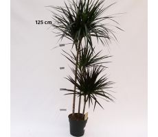 Draceana Magenta (Drakenbloedboom) 90-60-30, pot 24 cm, h 160 cm - afbeelding 1