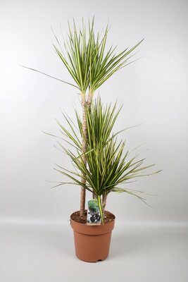 dracena marg. Sunray, pot 21 cm, h120 cm