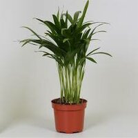 Dypsis lutescens Chrysalidoca, pot 17 cm, h 60 cm