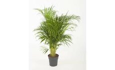 Dypsis lutescens Chrysalidoca, pot 24 cm, h 125 cm