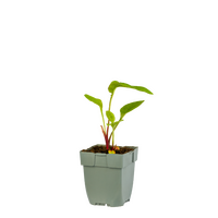 Echinacea purp. Green Twister P11 - afbeelding 2