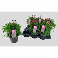 Echinacea purp. 'Mooodz Courage, pot 17 cm, h 40 cm