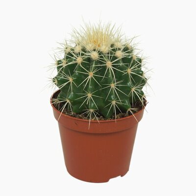 Echinocactus grusonii, pot 8 cm, h 10 cm