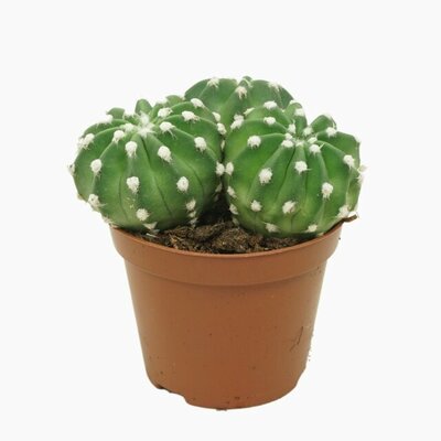 Echinopsis oxygona, pot 8,5 cm, h 10 cm