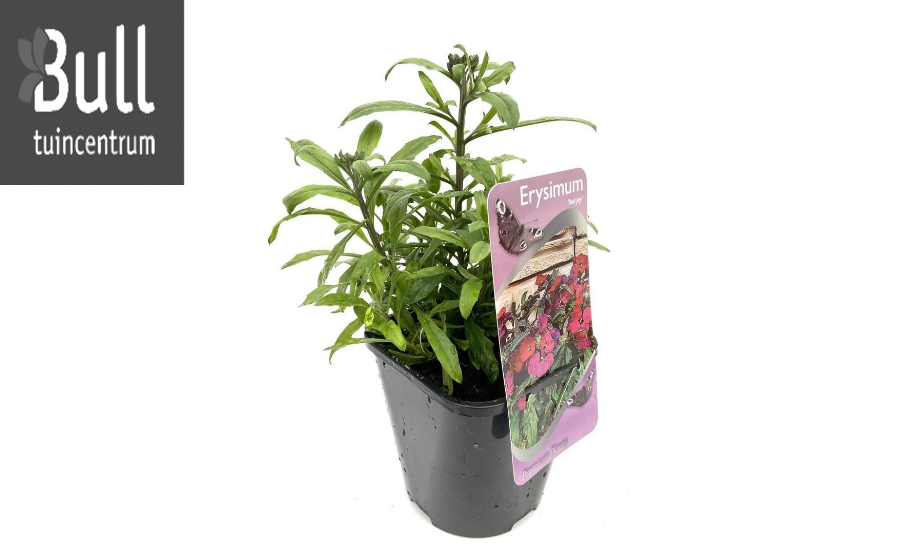 Erysimum Red Jep Tuincentrum Bull