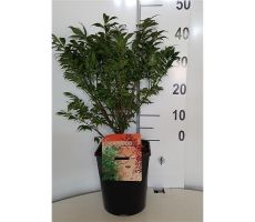 Euonymus alat. 'Compactus' planthoogte 60/80cm
