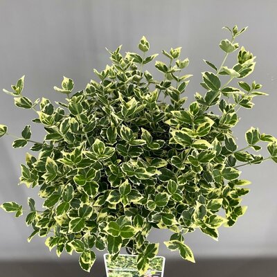 Euonymus fortunei 'Emerald Gaiety' pot 17, h 30cm - afbeelding 1