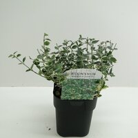 Euonymus fortunei 'Emerald Gaiety' pot 17, h 30cm - afbeelding 2