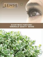 Euonymus Fortunei Emerald Gaiety, pot 23, h 40 cm - afbeelding 3