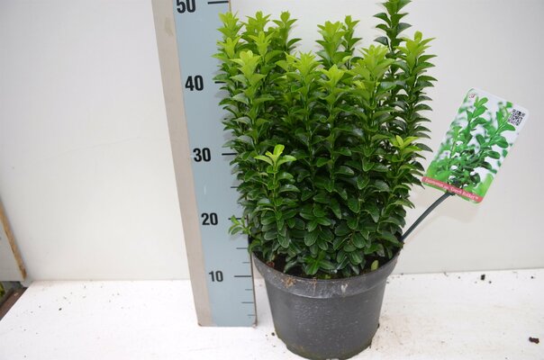 Euonymus jap. 'Green Rocket' ®, pot 17 cm, h 20 cm - afbeelding 1