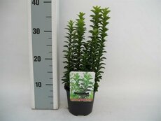 Euonymus jap. 'Green Rocket' ®, pot 17 cm, h 20 cm - afbeelding 2