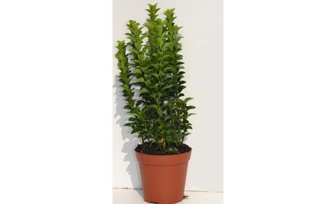 Euonymus jap. 'Green Spire' pot 17 cm, h 35 cm