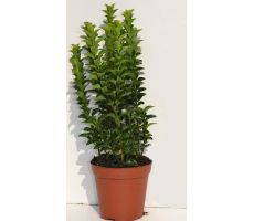 Euonymus jap. 'Green Spire' pot 17 cm, h 35 cm