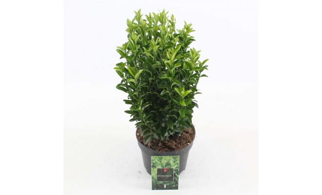 Euonymus jap. 'Green Spire' pot 23 cm, h 55 cm - afbeelding 1