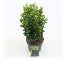 Euonymus jap. 'Green Spire' pot 23 cm, h 55 cm - afbeelding 1