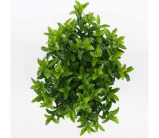 Euonymus jap. 'Green Spire' pot 23 cm, h 55 cm - afbeelding 2