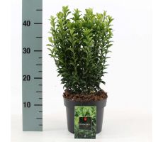 Euonymus jap. 'Green Spire' pot 23 cm, h 55 cm - afbeelding 3