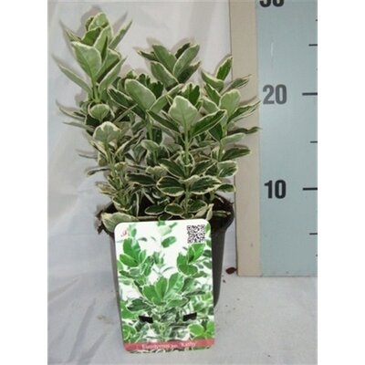 Euonymus jap. 'Kathy, pot 17 cm, h 20 cm