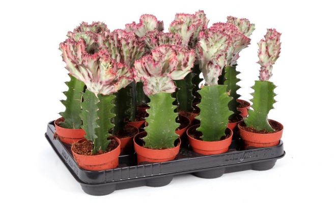 Euphorbia actea 'Cristata, pot 10,5 cm, h 30 cm